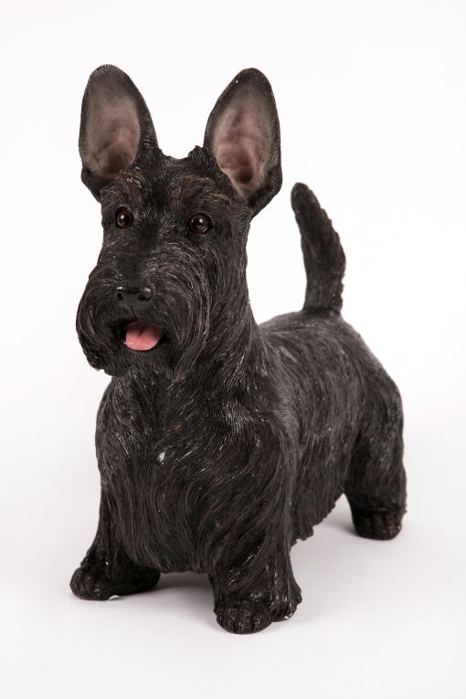 Mooie Staande zwarte Schotse terrier tuinbeeld kopen