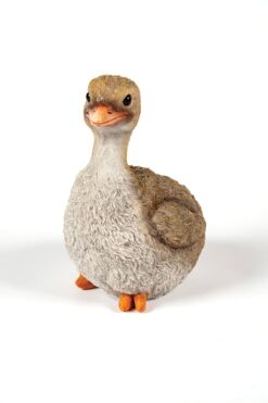 Mooie Struisvogel Jong kopen