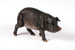 Mooie Iberisch Varken kopen