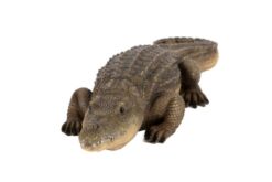 Mooie Rustende krokodil kopen