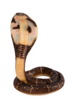 Mooie Cobra kopen