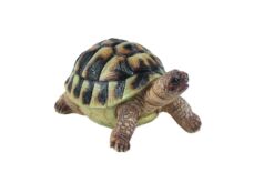 Mooie Baby Galapagos schildpad kopen