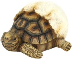 Mooie Uitkomende Schildpad kopen