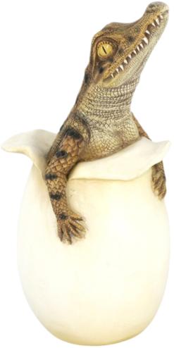 Mooie Uitkomende Krokodil kopen